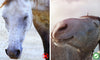 Livestock & Equine Spray 2.5 Gallon
